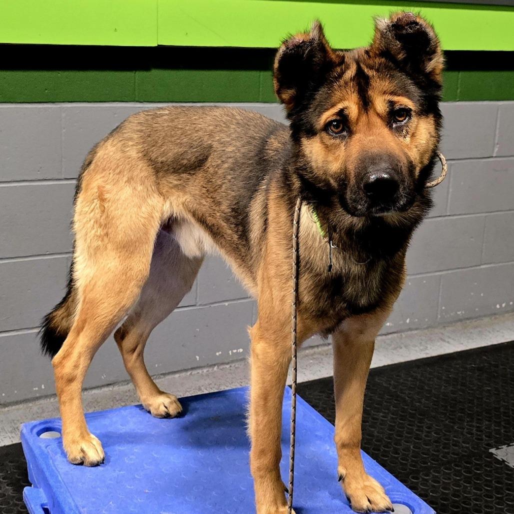 Teddy, a Adoptable mixed breed in Bellingham, WA image 2/6