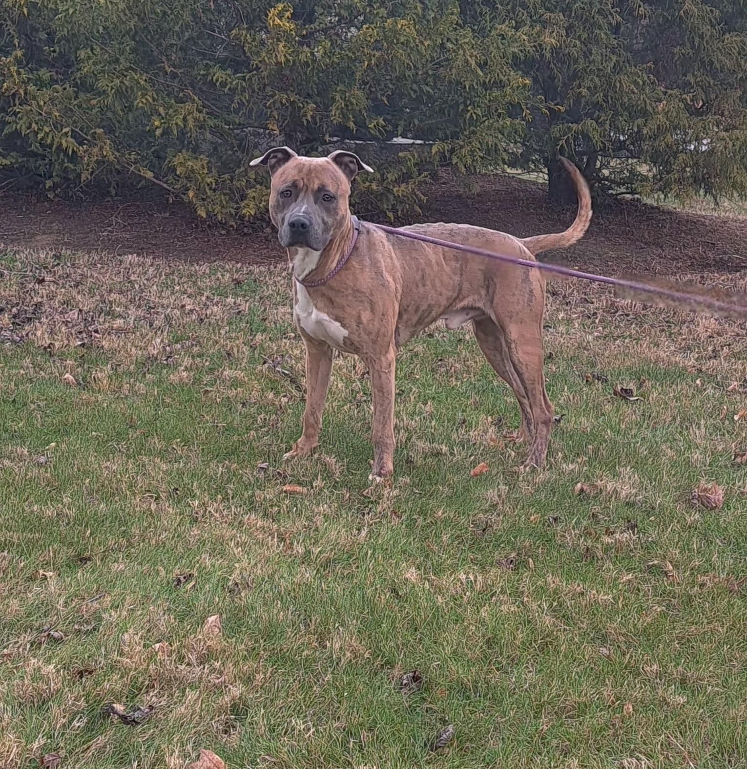 Enlarge Raja, a ADOPTABLE American Bully in McMinnville, TN image 1/2