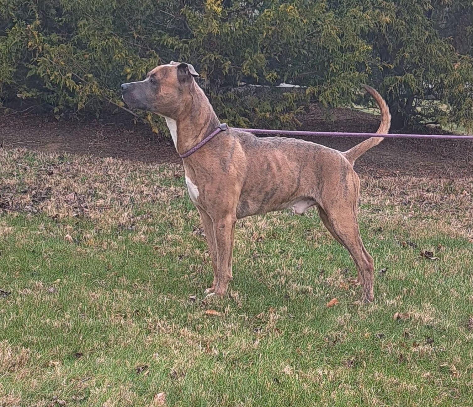 Enlarge Raja, a ADOPTABLE American Bully in McMinnville, TN image 2/2