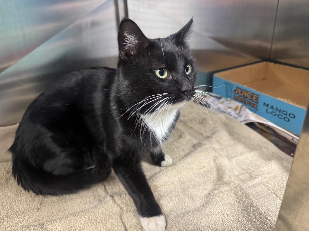 Kris-Adopt, Adoptable, Young Male Domestic Short Hair.