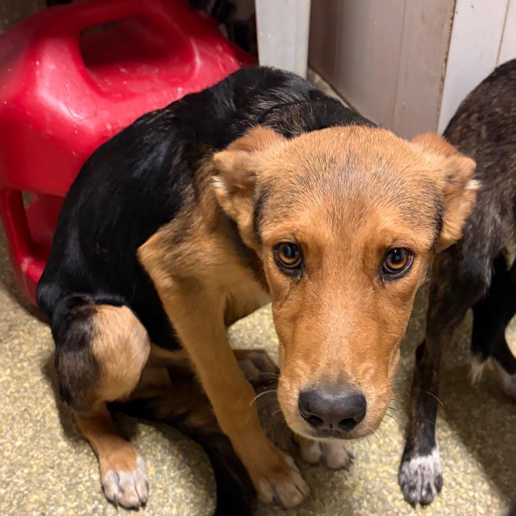 IVHS-Stray-144025 photo