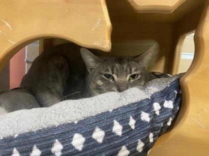 Enlarge Maggie May, a Adoptable Domestic Short Hair in Boulder, CO image 1/2