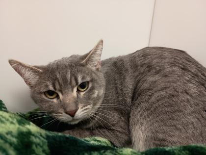 Enlarge Maggie May, a Adoptable Domestic Short Hair in Boulder, CO image 2/2