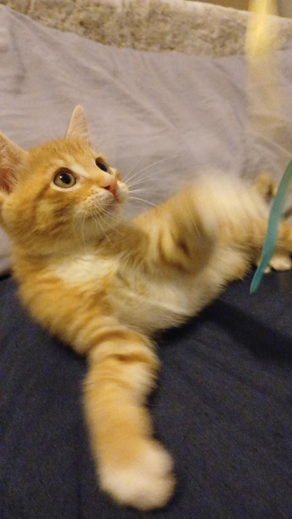 Colby (Brother of Cheddar, Swiss and Cheese Puff), an adopted Domestic Short Hair in Houston, TX image 2/2