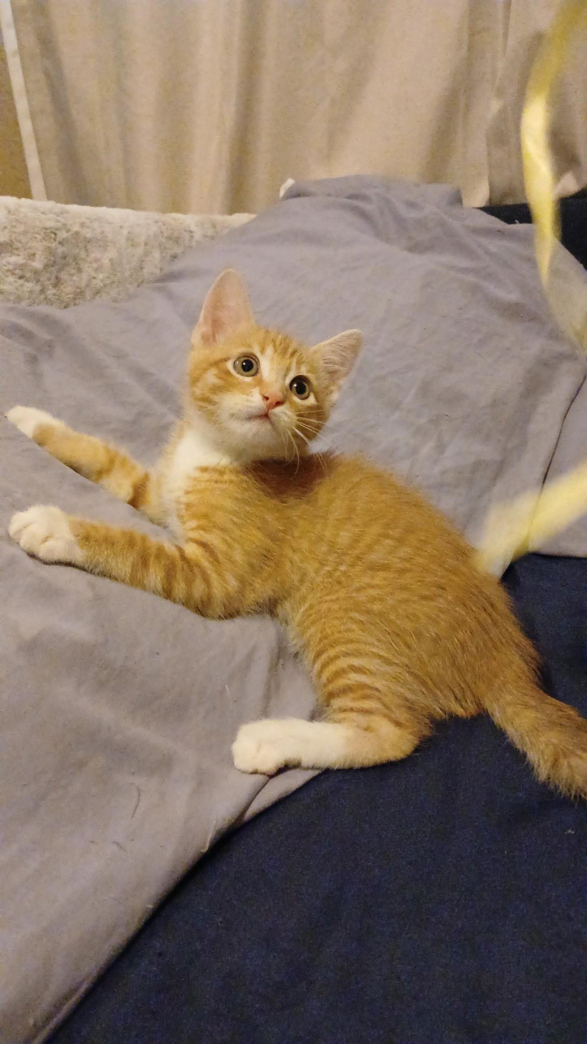 Colby (Brother of Cheddar, Swiss and Cheese Puff), adopted, Kitten Male Domestic Short Hair.