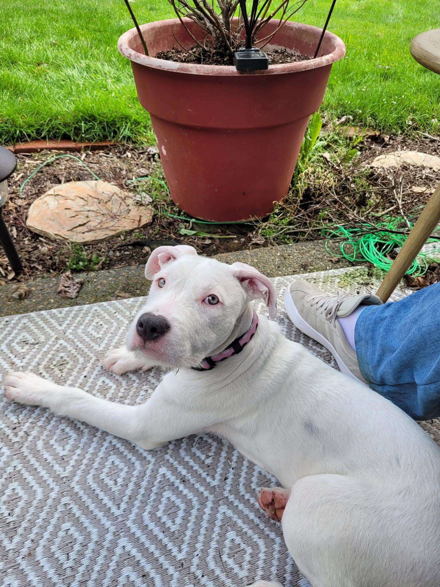 Cricket, a Adopted mixed breed in Gig Harbor, WA image 1/6