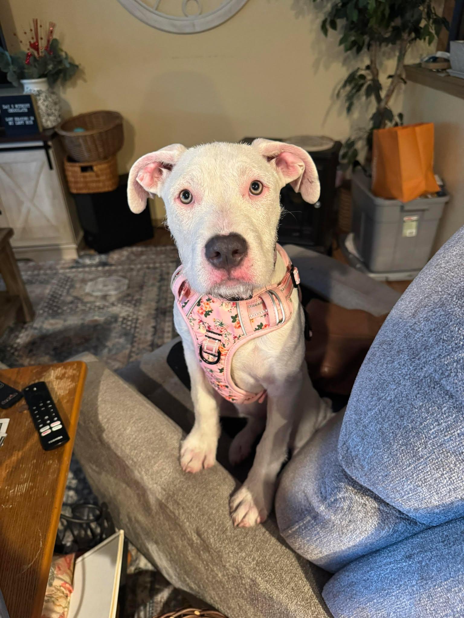 Cricket, a Adopted mixed breed in Gig Harbor, WA image 2/6