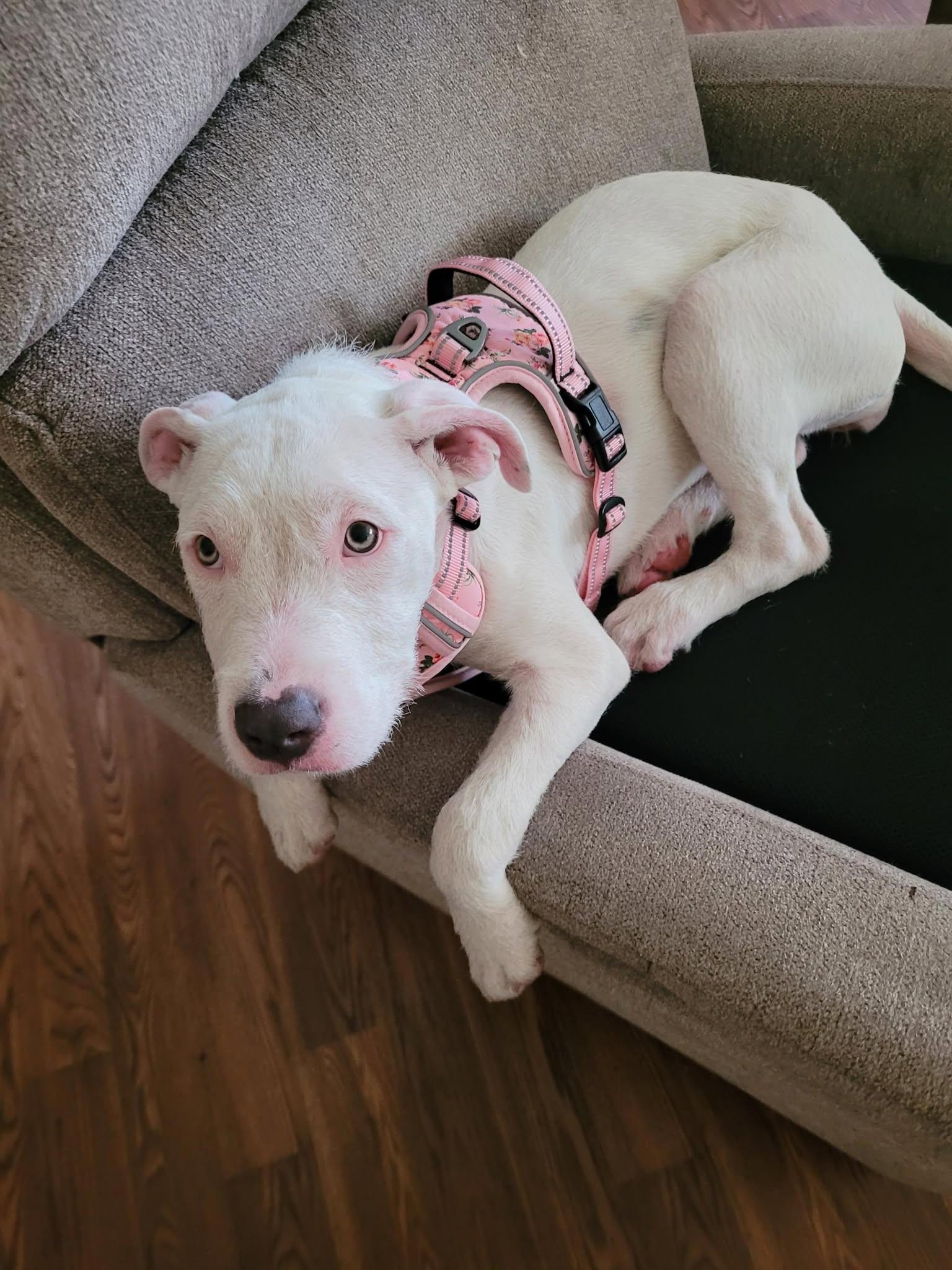 Cricket, a Adopted mixed breed in Gig Harbor, WA image 3/6