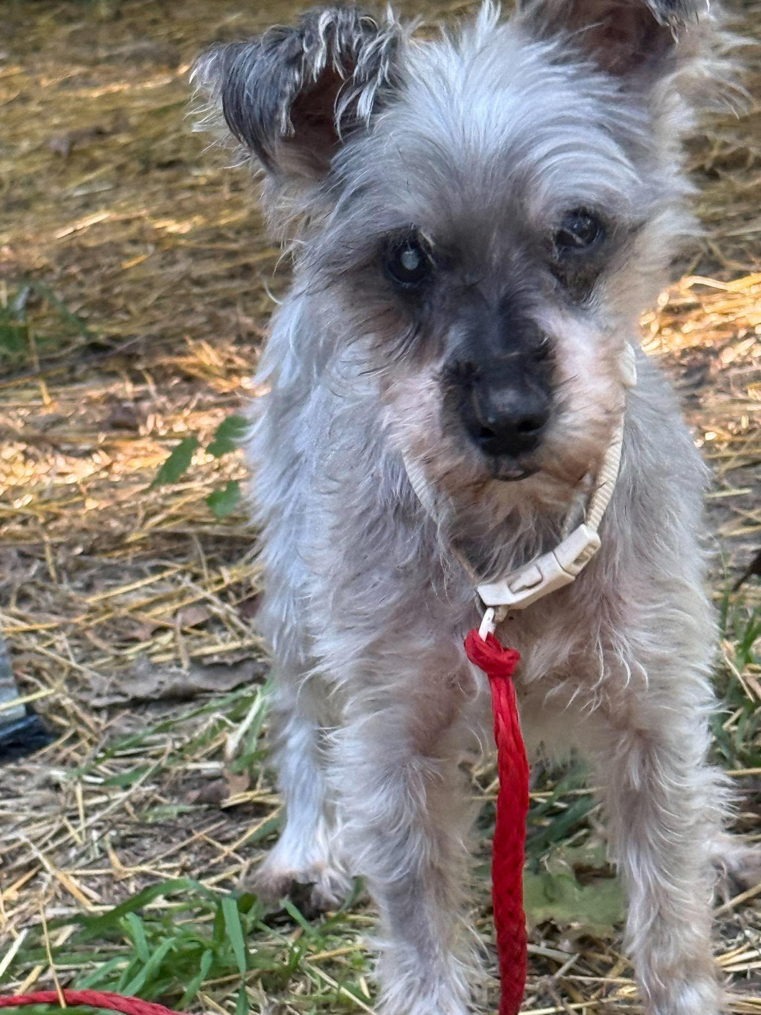 Enlarge Orson, a Adopted Miniature Schnauzer in Homer Glen, IL image 5/5