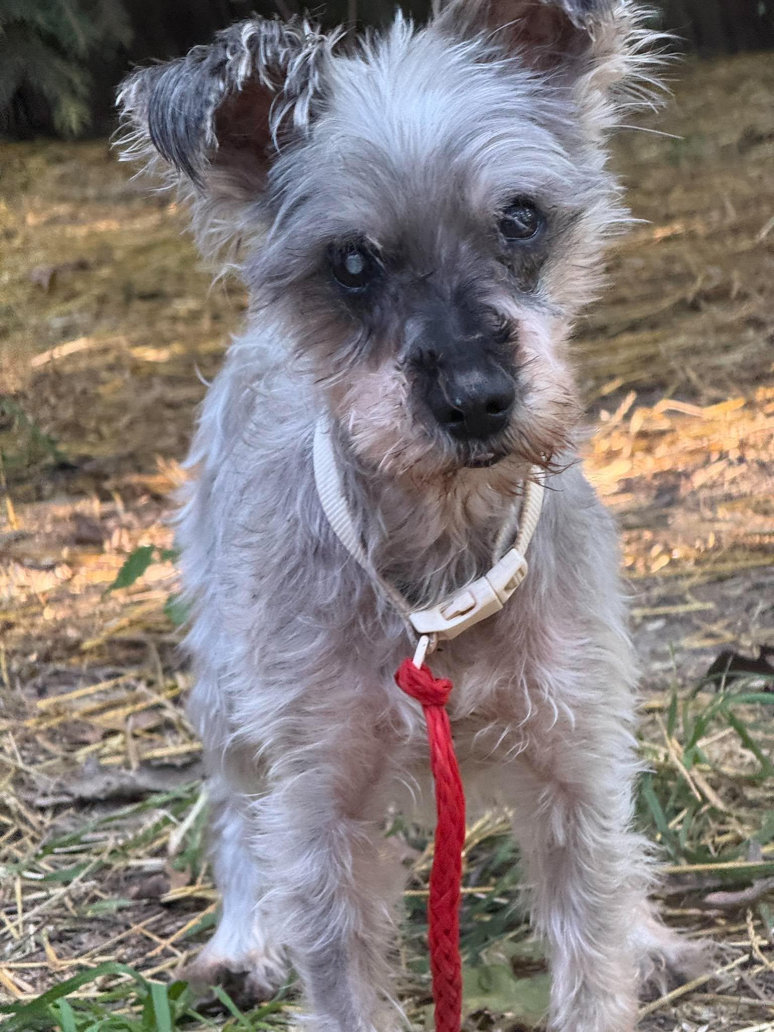 Enlarge Orson, a Adopted Miniature Schnauzer in Homer Glen, IL image 4/5