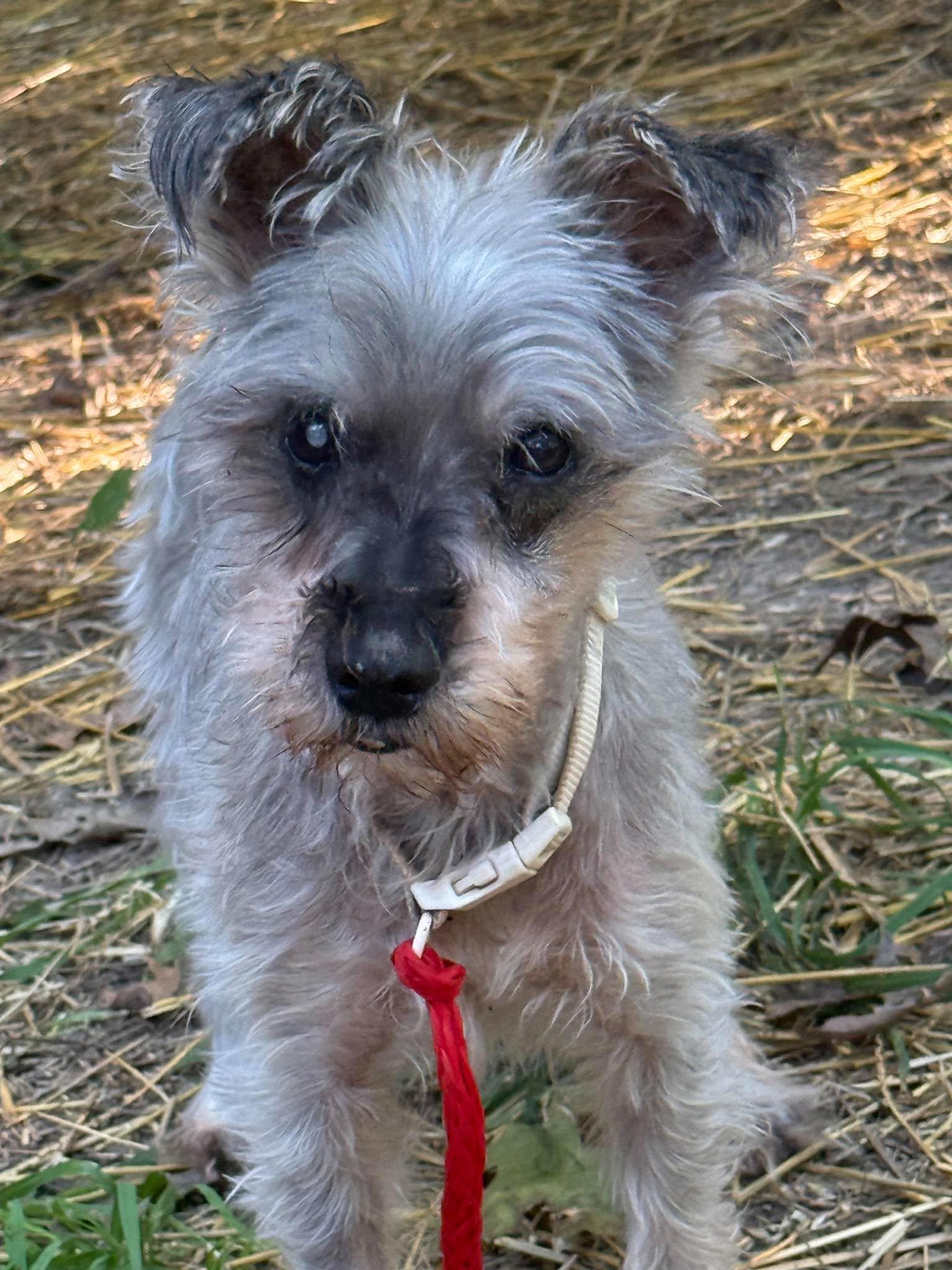 Enlarge Orson, a Adopted Miniature Schnauzer in Homer Glen, IL image 3/5