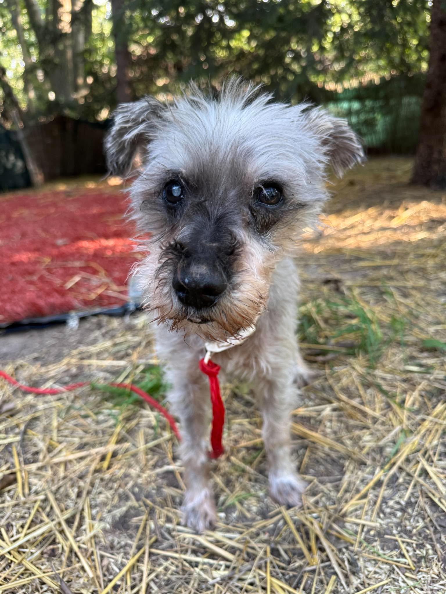Enlarge Orson, a Adopted Miniature Schnauzer in Homer Glen, IL image 1/5