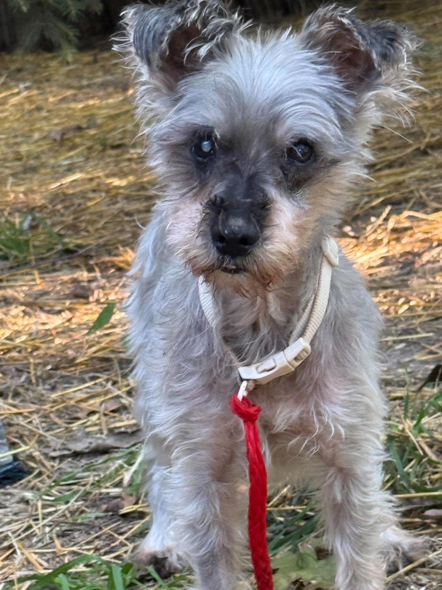 Enlarge Orson, a Adopted Miniature Schnauzer in Homer Glen, IL image 2/5