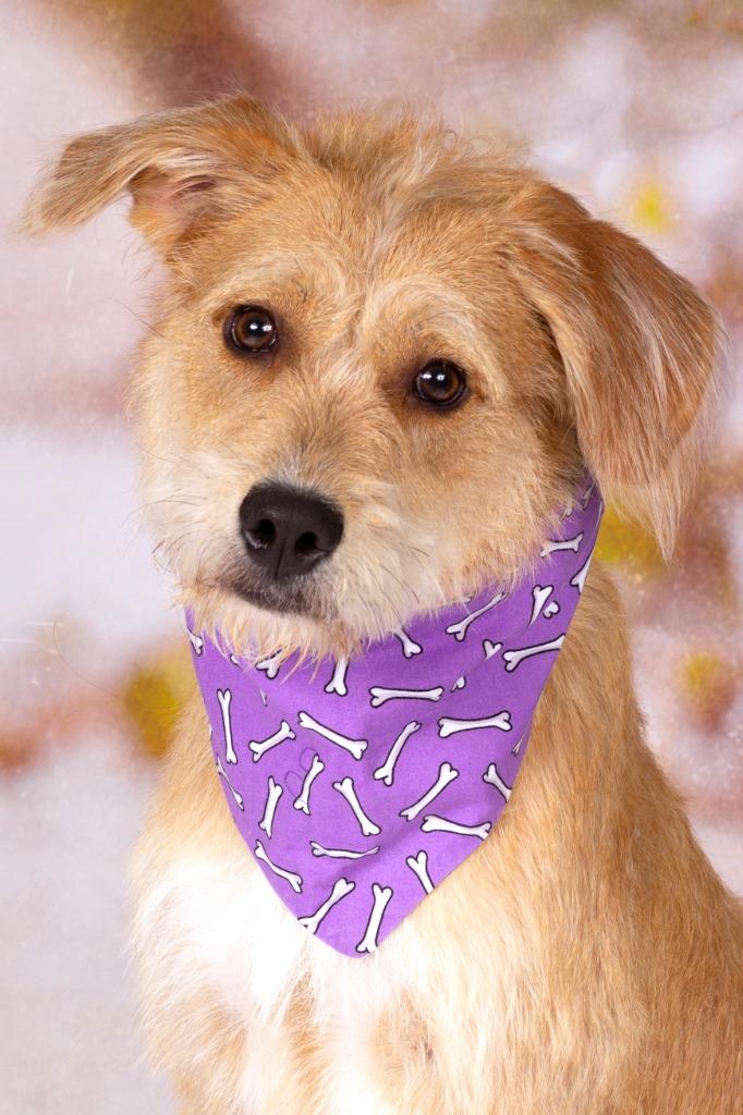 Belle Durand, Adoptable, Adult Female Terrier & Shepherd.