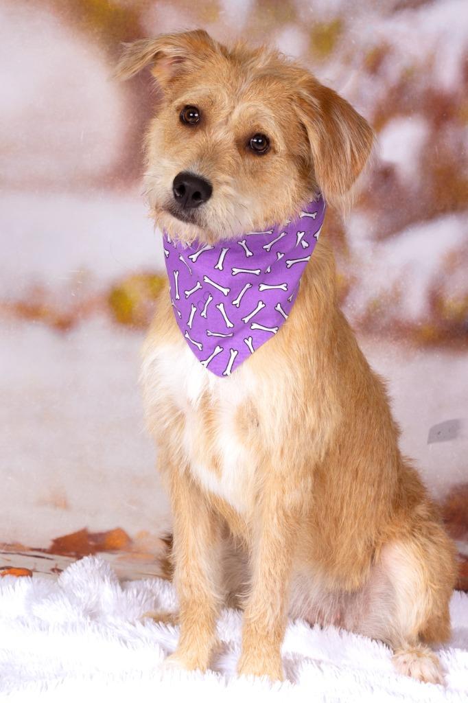 Enlarge Belle Durand, a Adoptable mixed breed in Gilbert, AZ image 2/2