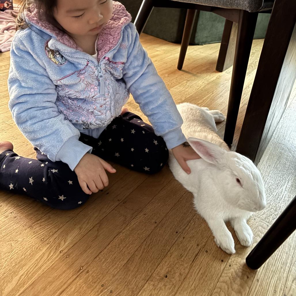 Gruyere, Adoptable, Young Male New Zealand.