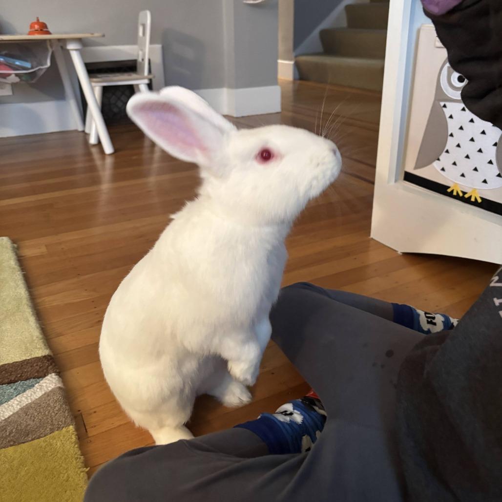 Enlarge Gruyere, a Adoptable New Zealand in Richmond, CA image 2/6