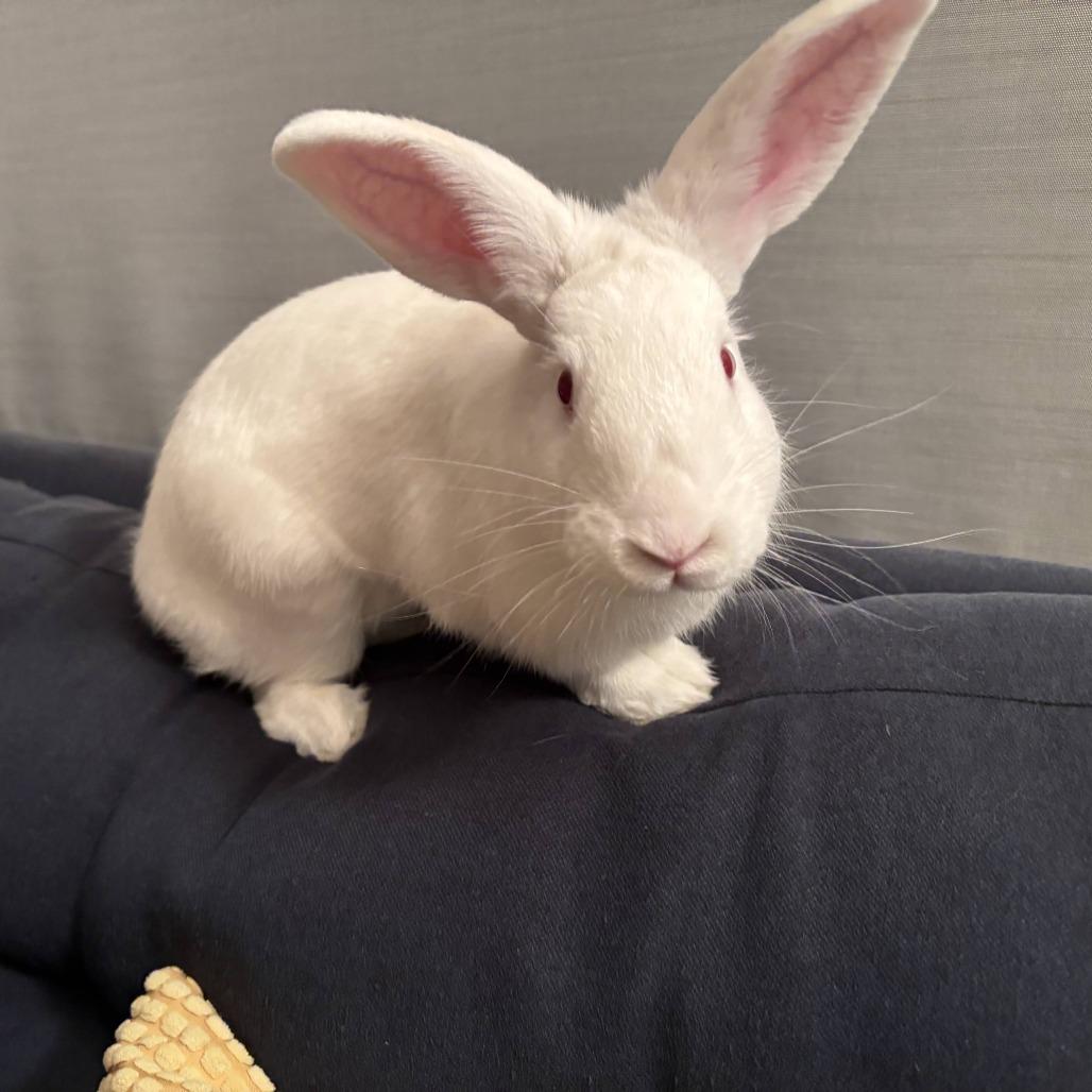 Enlarge Gruyere, a Adoptable New Zealand in Richmond, CA image 6/6