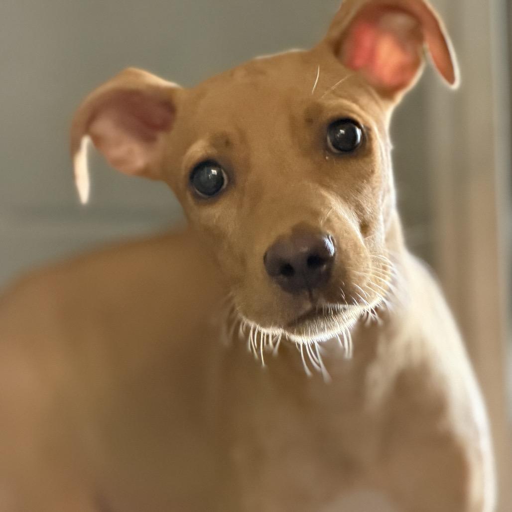 Romance, Adoptable, Puppy Female Mixed Breed.