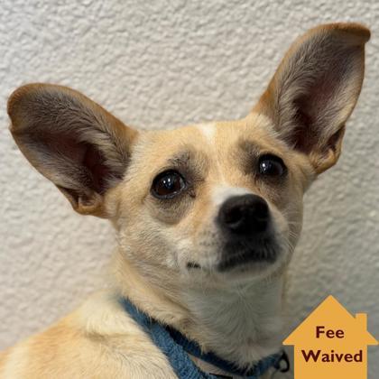 Carey Martin, Adoptable, Young Female Mixed Breed & Mixed Breed.