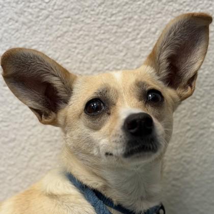 Carey Martin, Adoptable, Young Female Mixed Breed & Mixed Breed.