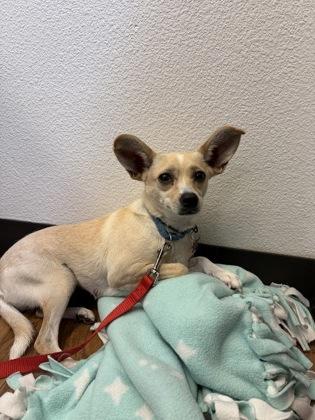 Carey Martin, a Adoptable mixed breed in Pleasanton, CA image 2/3