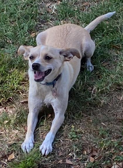 Carey Martin, a Adoptable mixed breed in Pleasanton, CA image 3/3
