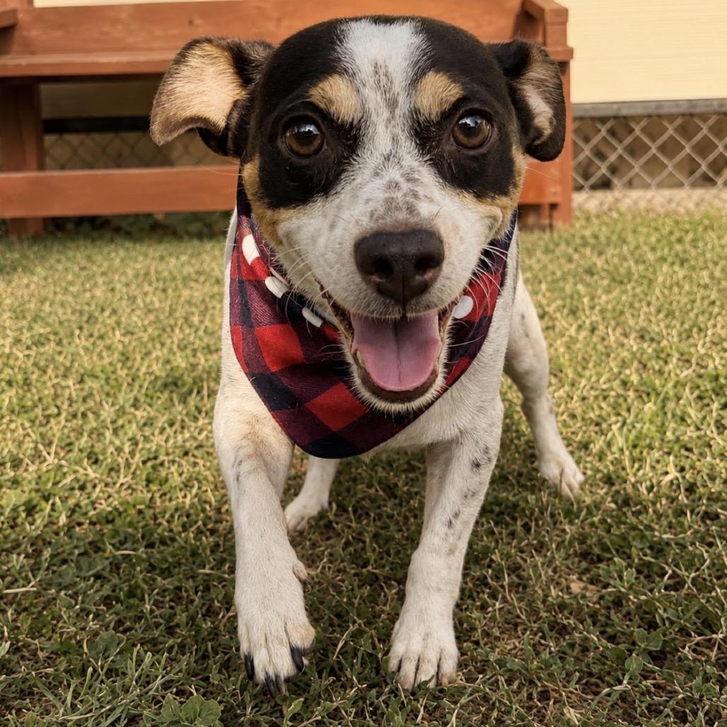 Beto, Adoptable, Adult Male Chihuahua.