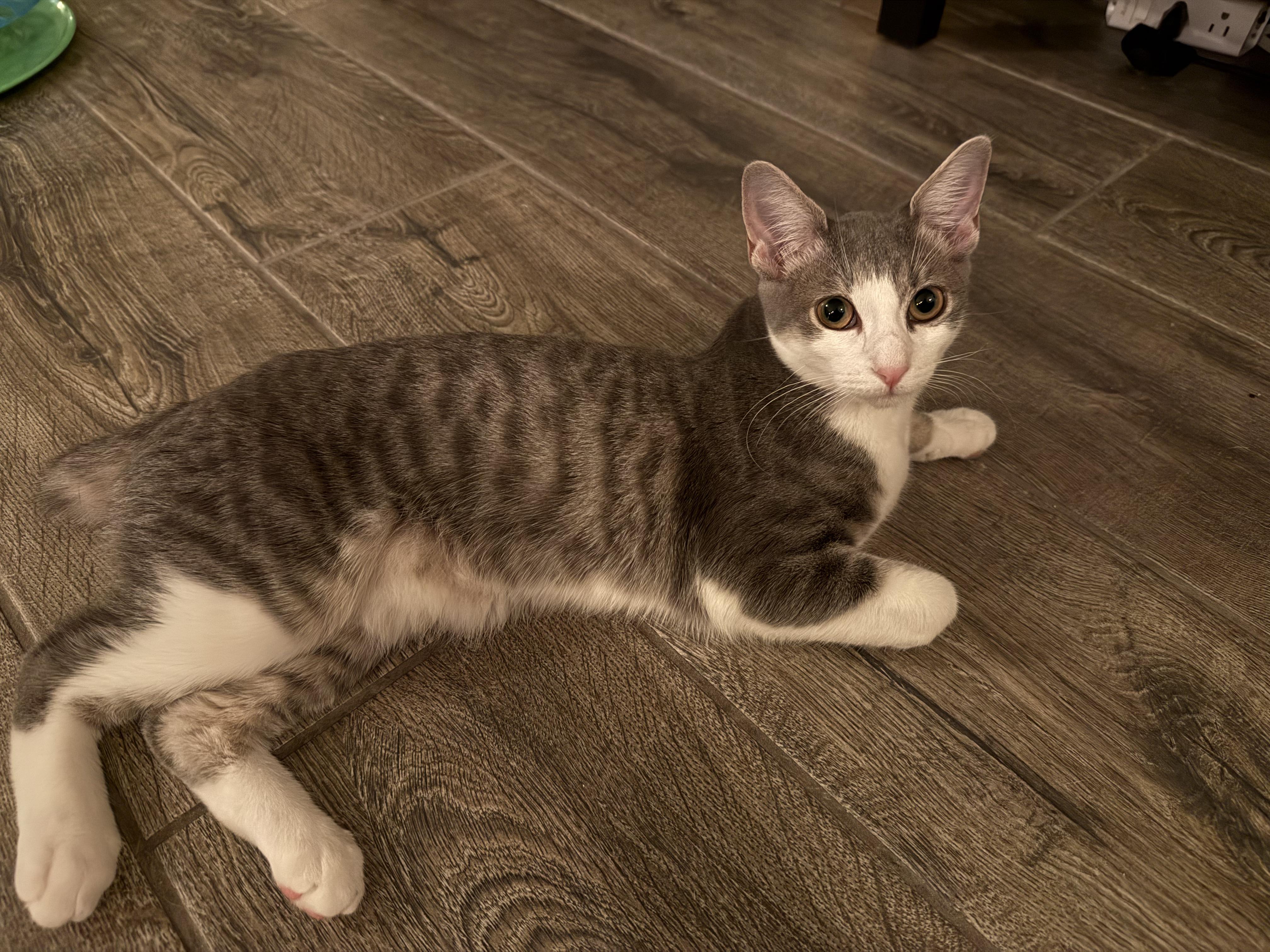 June (and Miles), a Adoptable American Shorthair in Peoria, AZ image 2/5