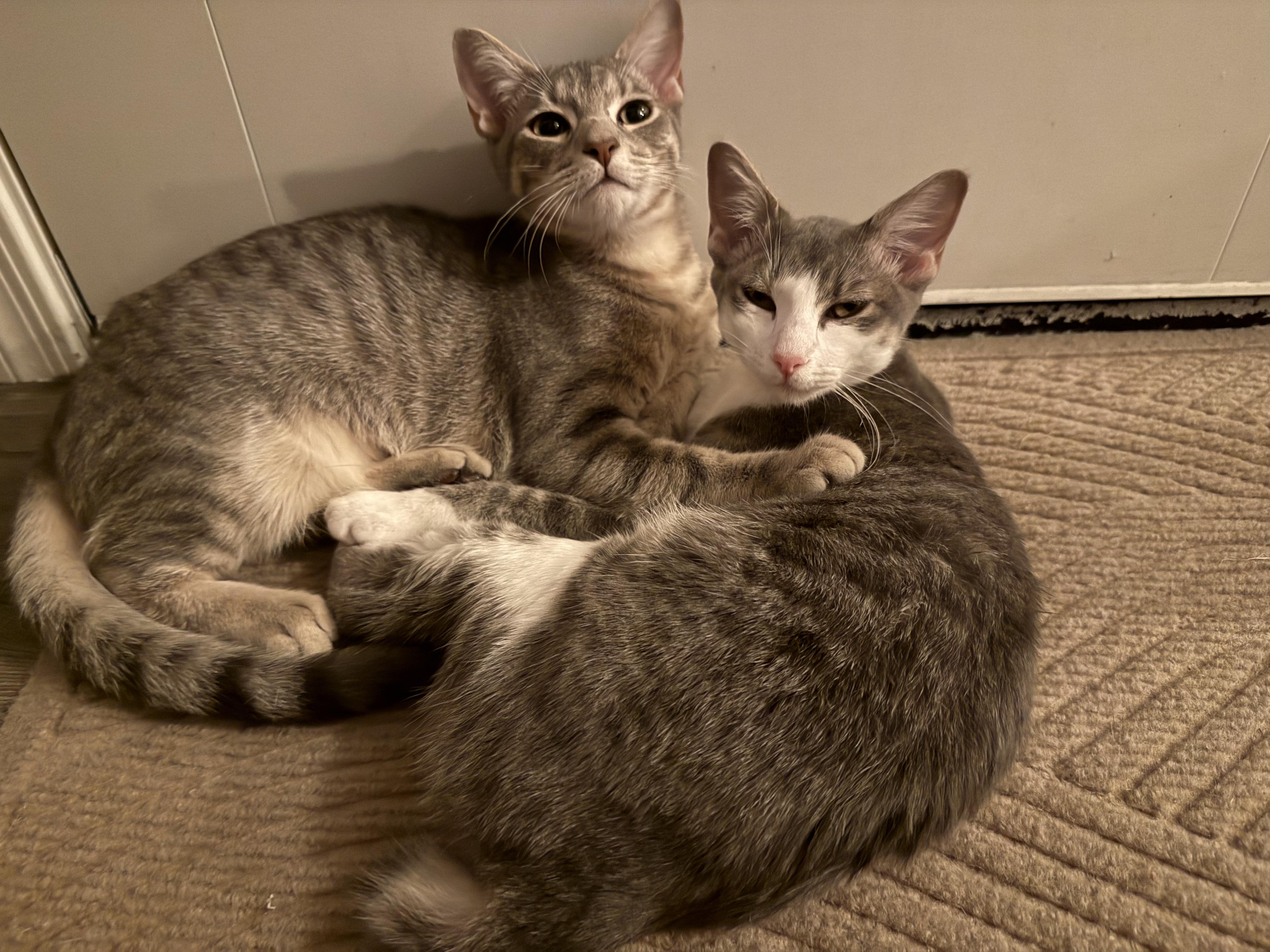 June (and Miles), a Adoptable American Shorthair in Peoria, AZ image 3/5