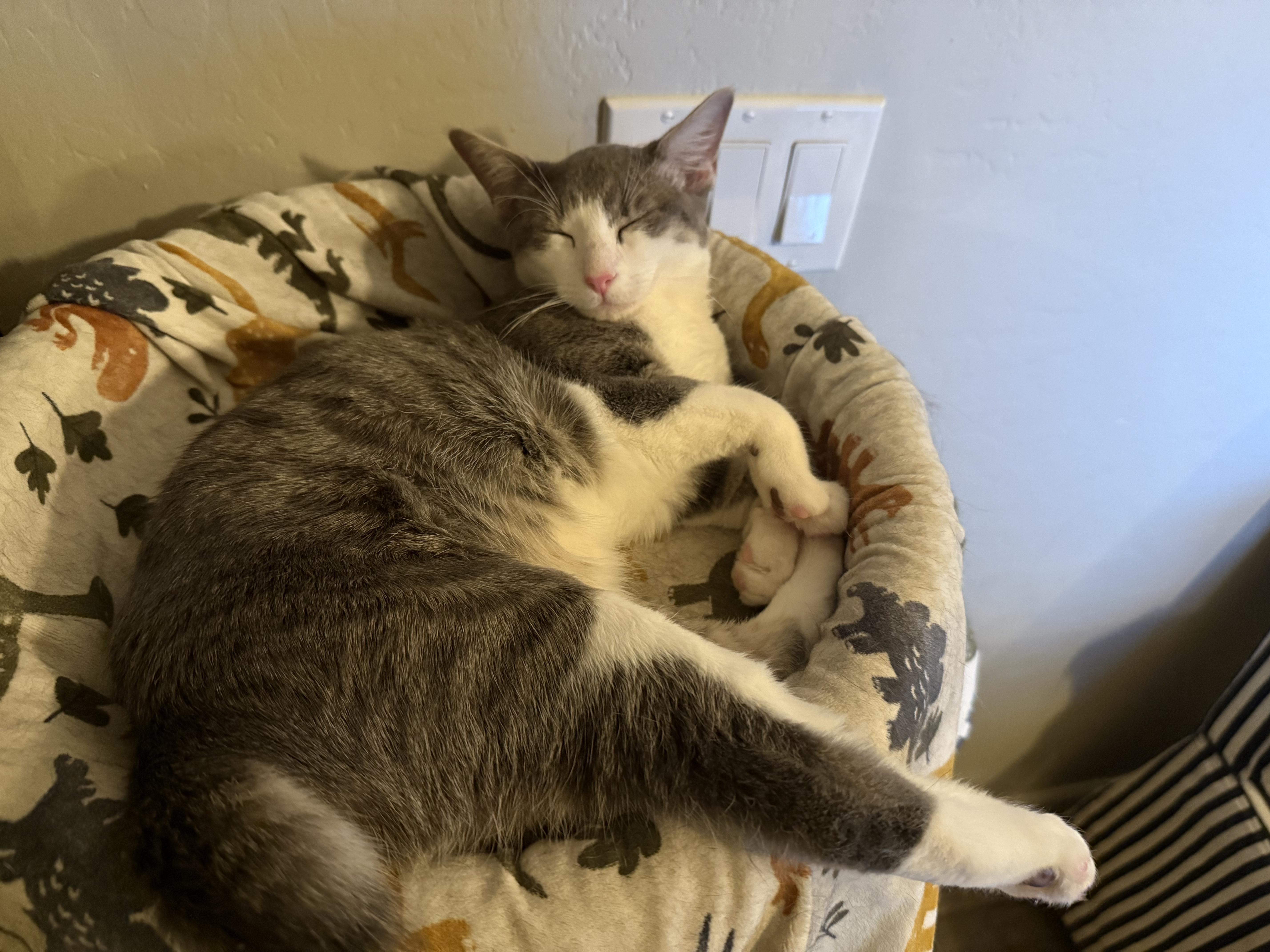 June (and Miles), a Adoptable American Shorthair in Peoria, AZ image 4/5