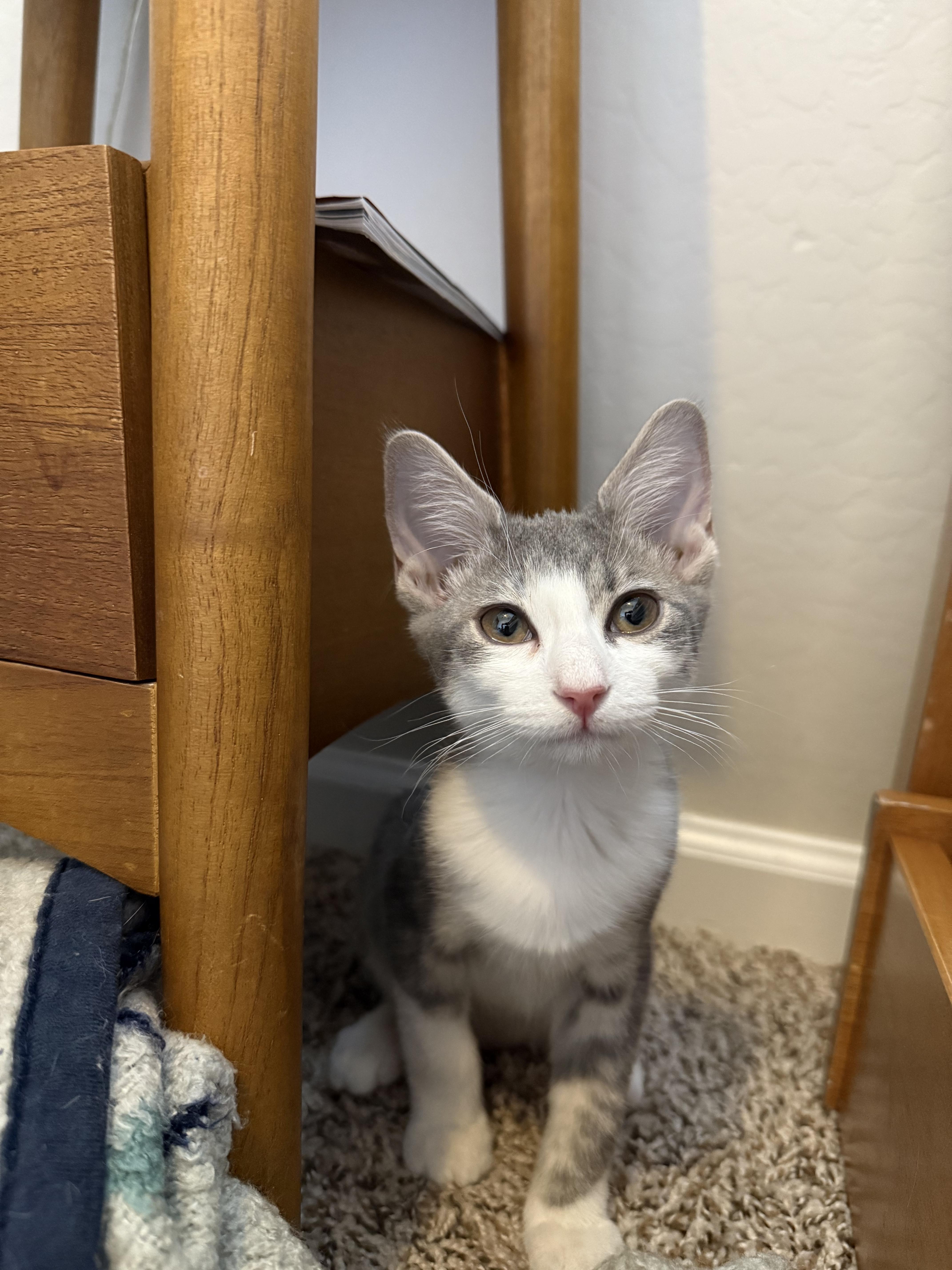 June (and Miles), a Adoptable American Shorthair in Peoria, AZ image 5/5