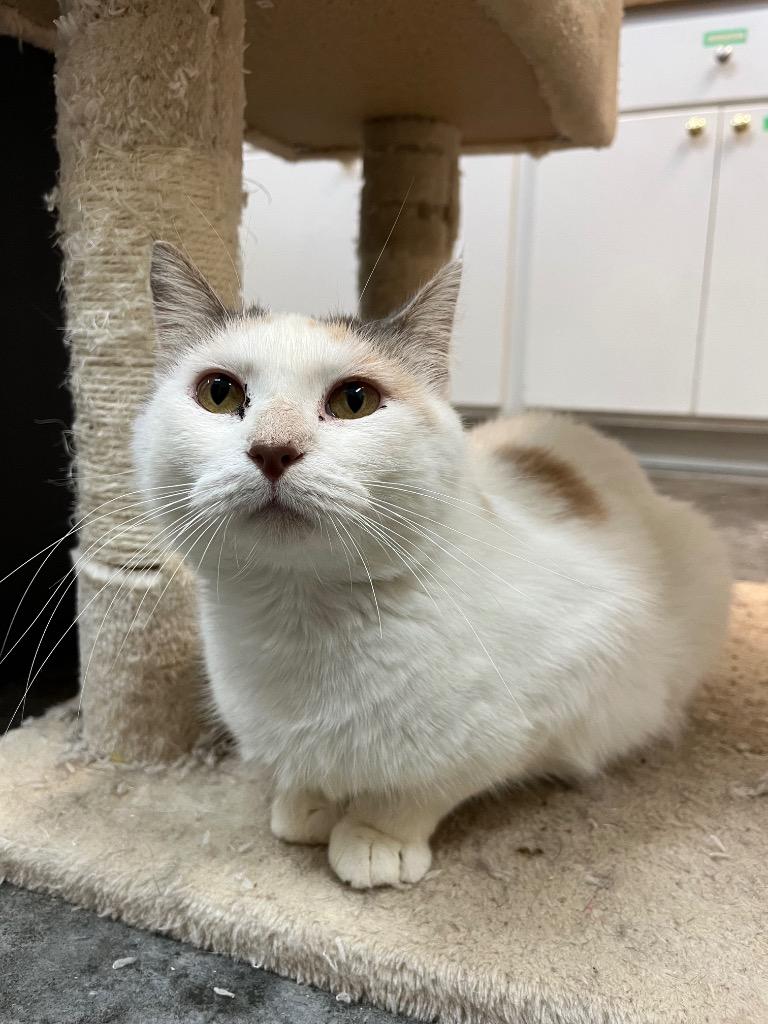 Clove, Adoptable, Adult Female Domestic Short Hair.