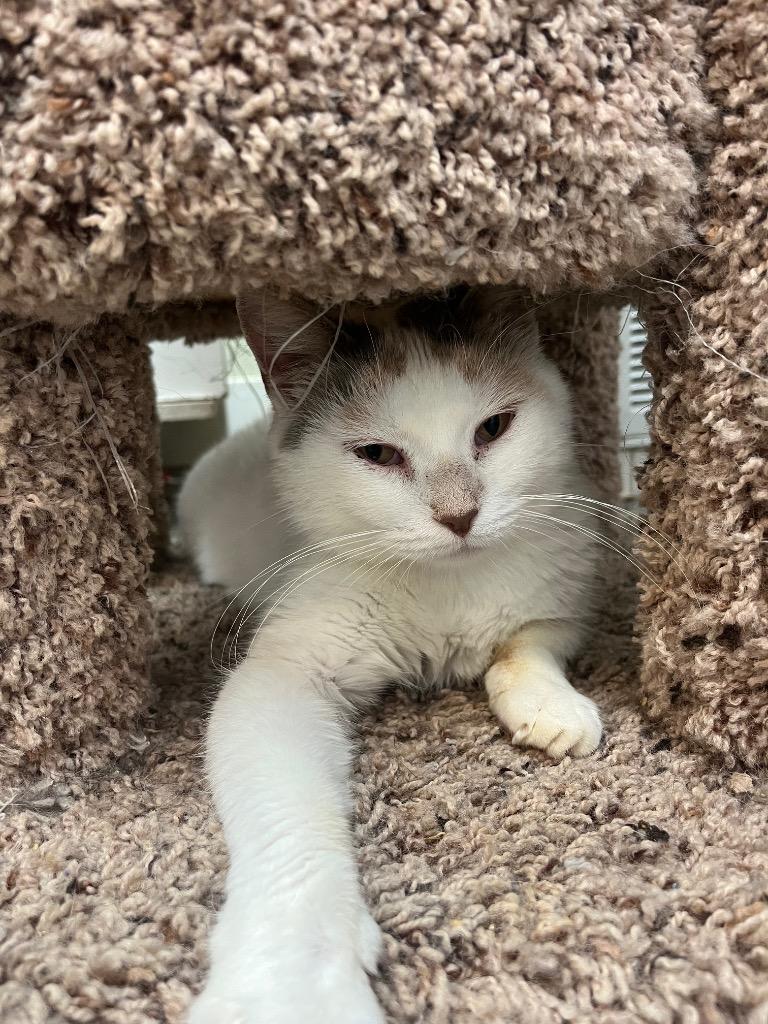 Clove, a Adoptable mixed breed in Neosho, MO image 2/6