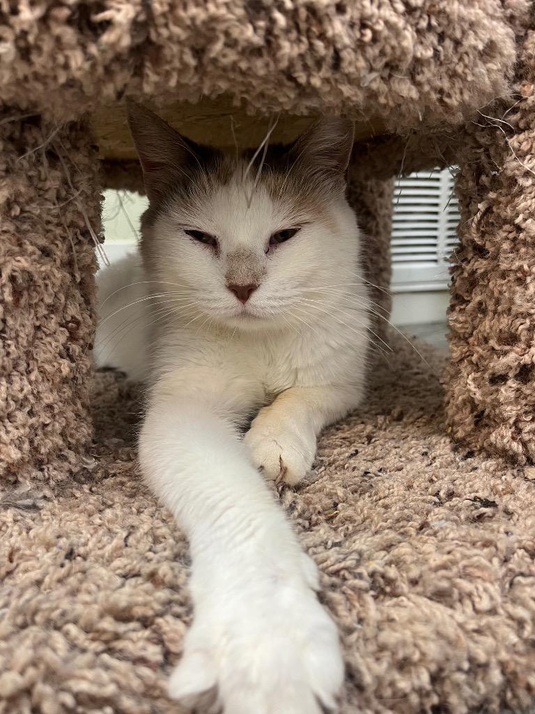 Clove, a Adoptable mixed breed in Neosho, MO image 3/6