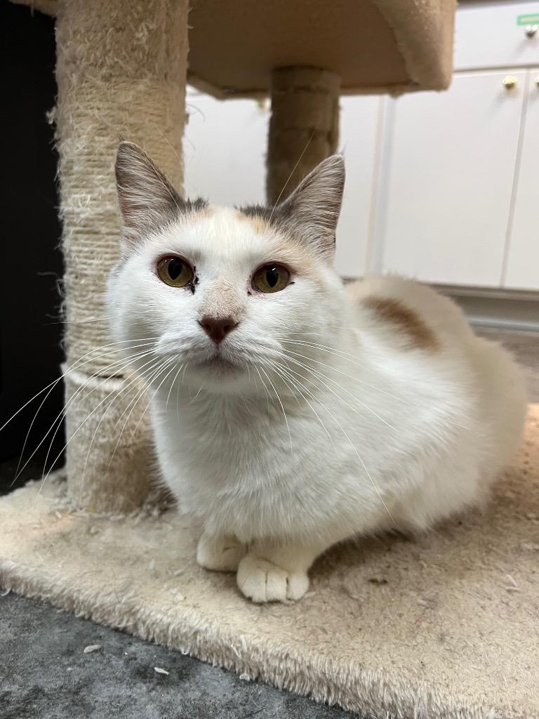 Clove, a Adoptable mixed breed in Neosho, MO image 4/6