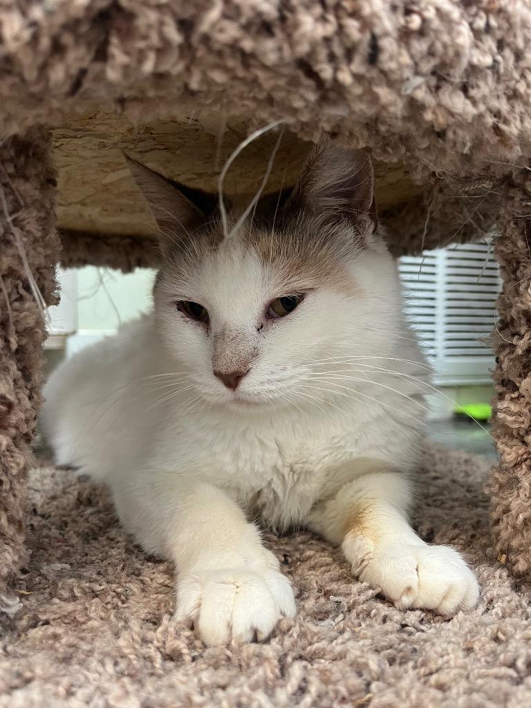 Clove, a Adoptable mixed breed in Neosho, MO image 5/6