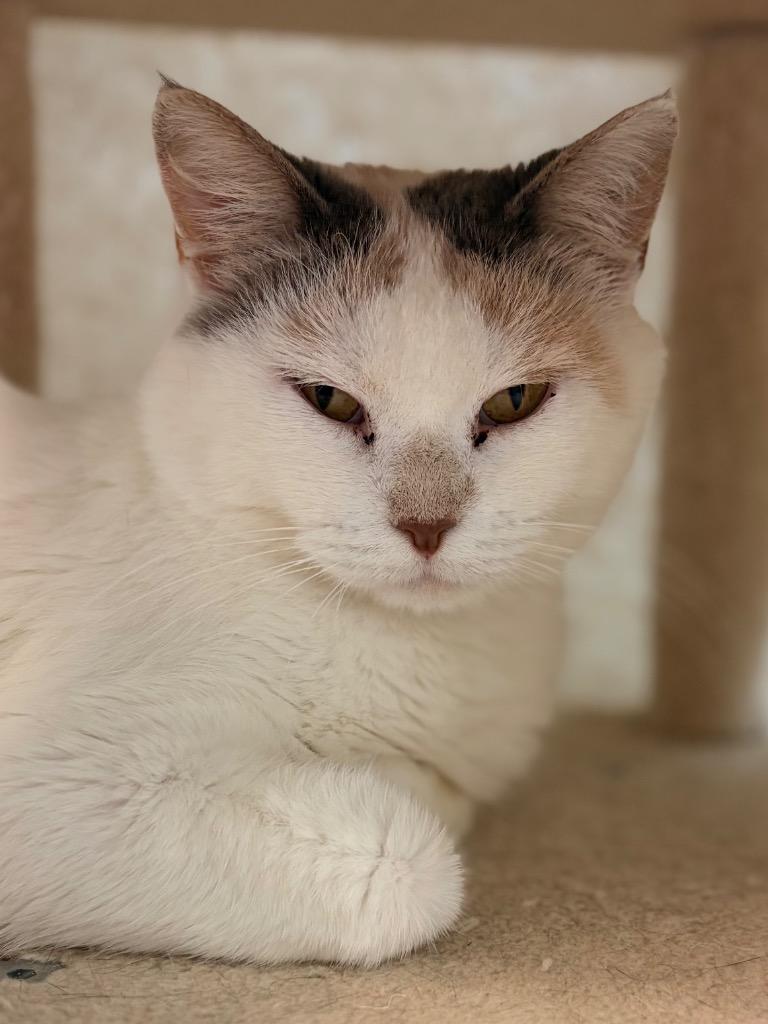 Clove, a Adoptable mixed breed in Neosho, MO image 6/6