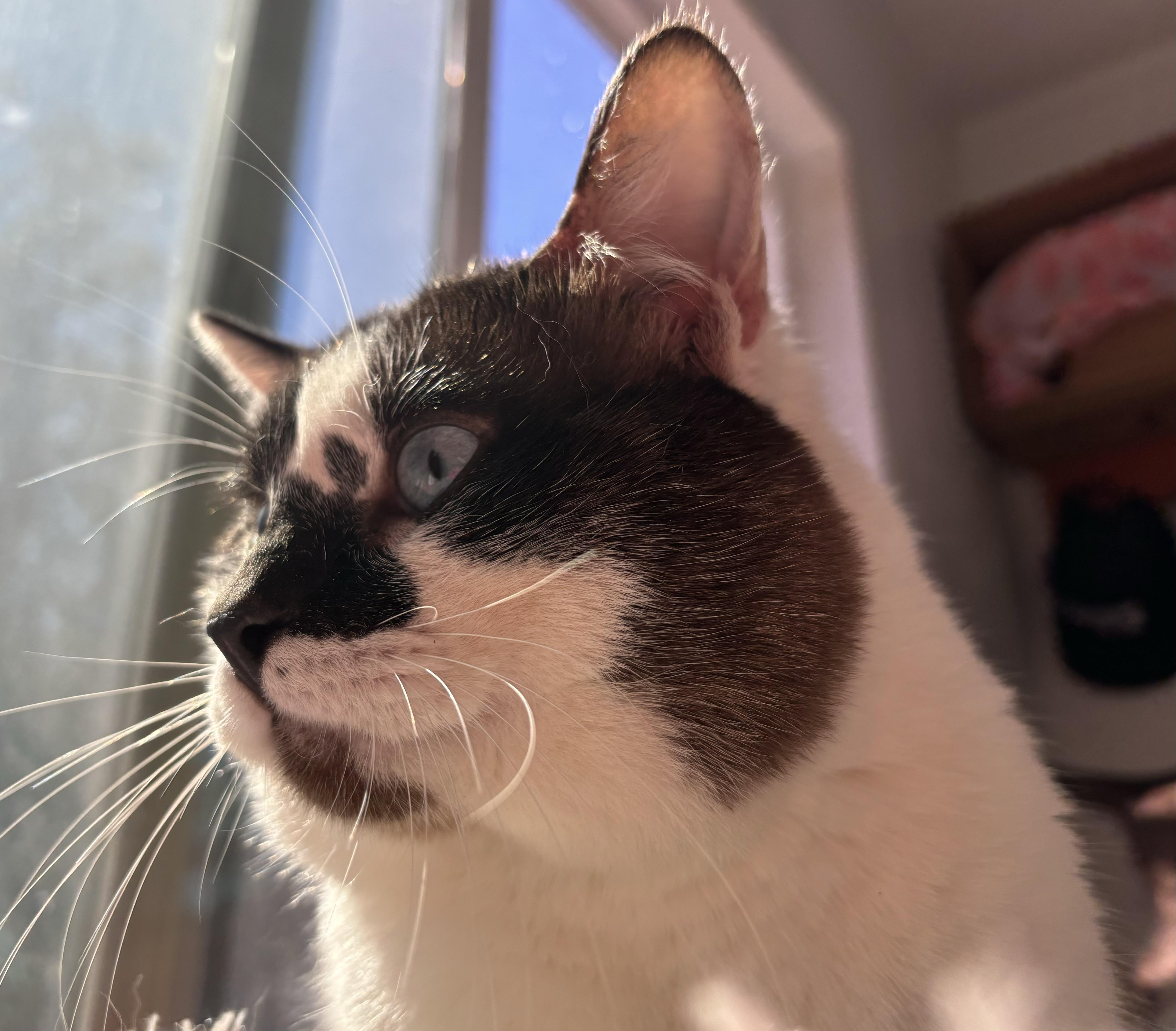 Oliver, an adoptable Snowshoe in San Diego, CA, 92122 | Photo Image 2