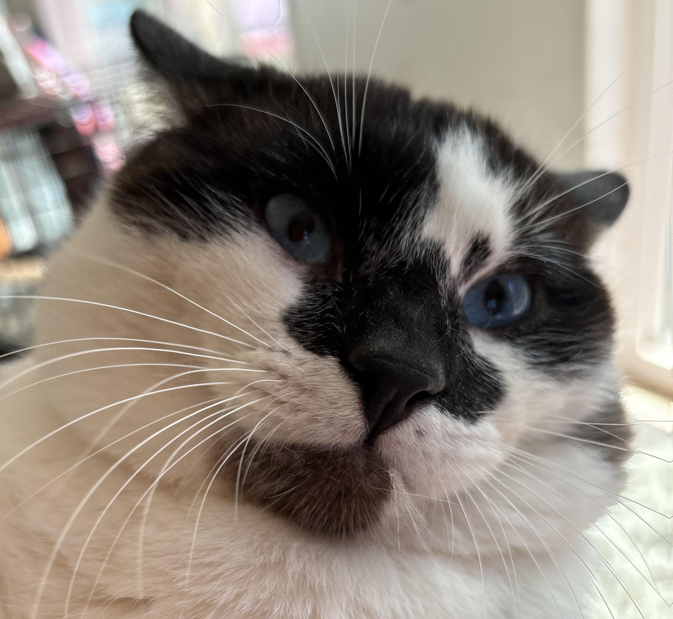 Oliver, an adoptable Snowshoe in San Diego, CA, 92122 | Photo Image 3