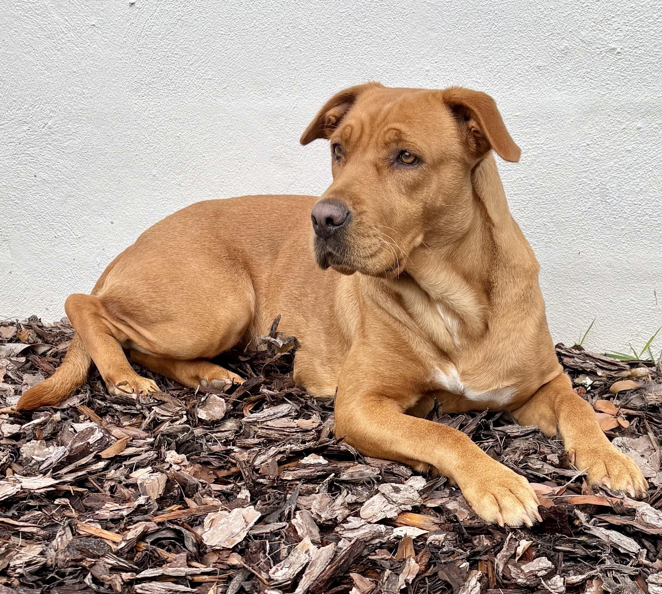 Betty, a Adoptable mixed breed in Ridgeland, SC image 3/5