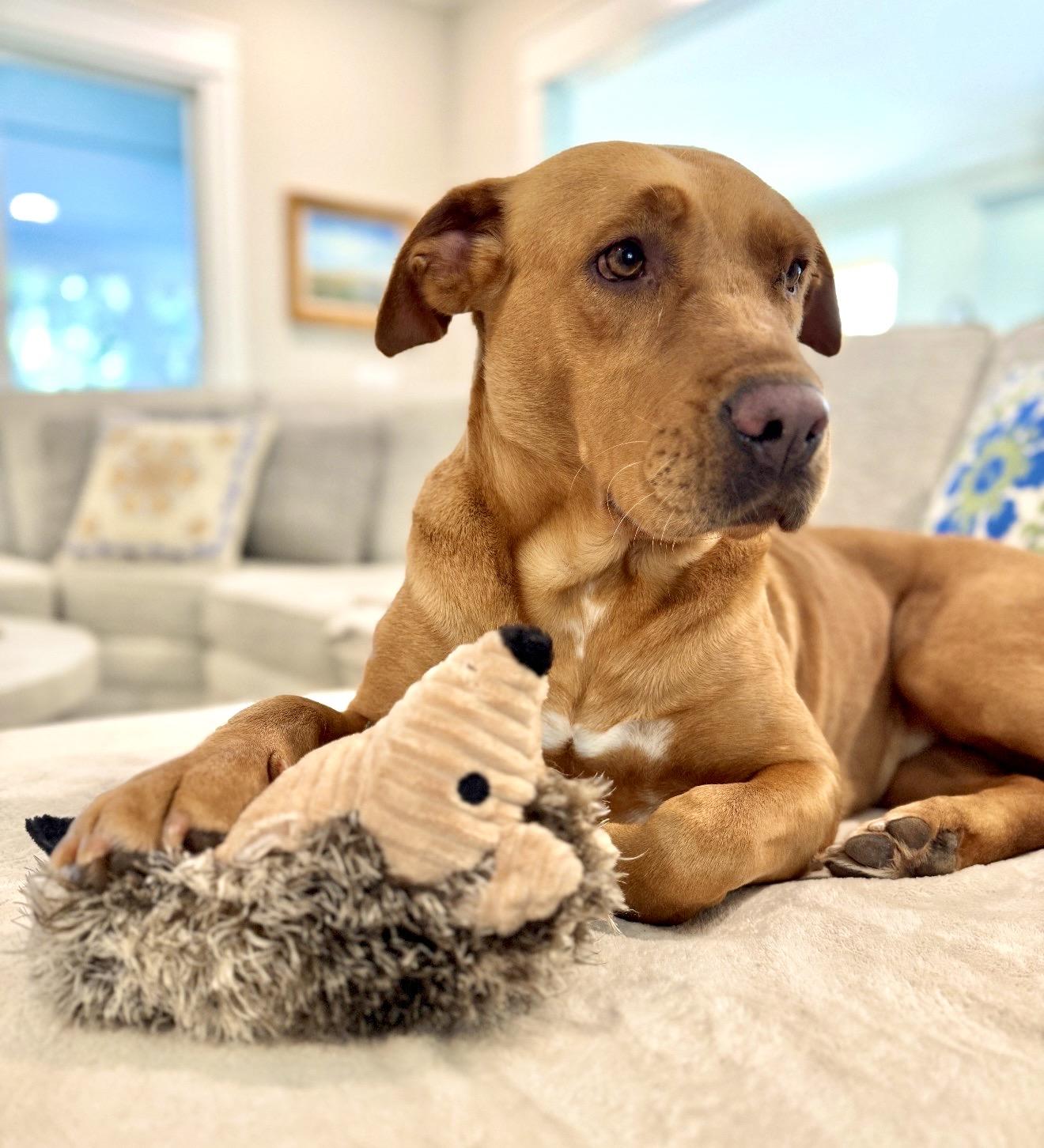 Enlarge Betty, a Adoptable mixed breed in Ridgeland, SC image 3/5