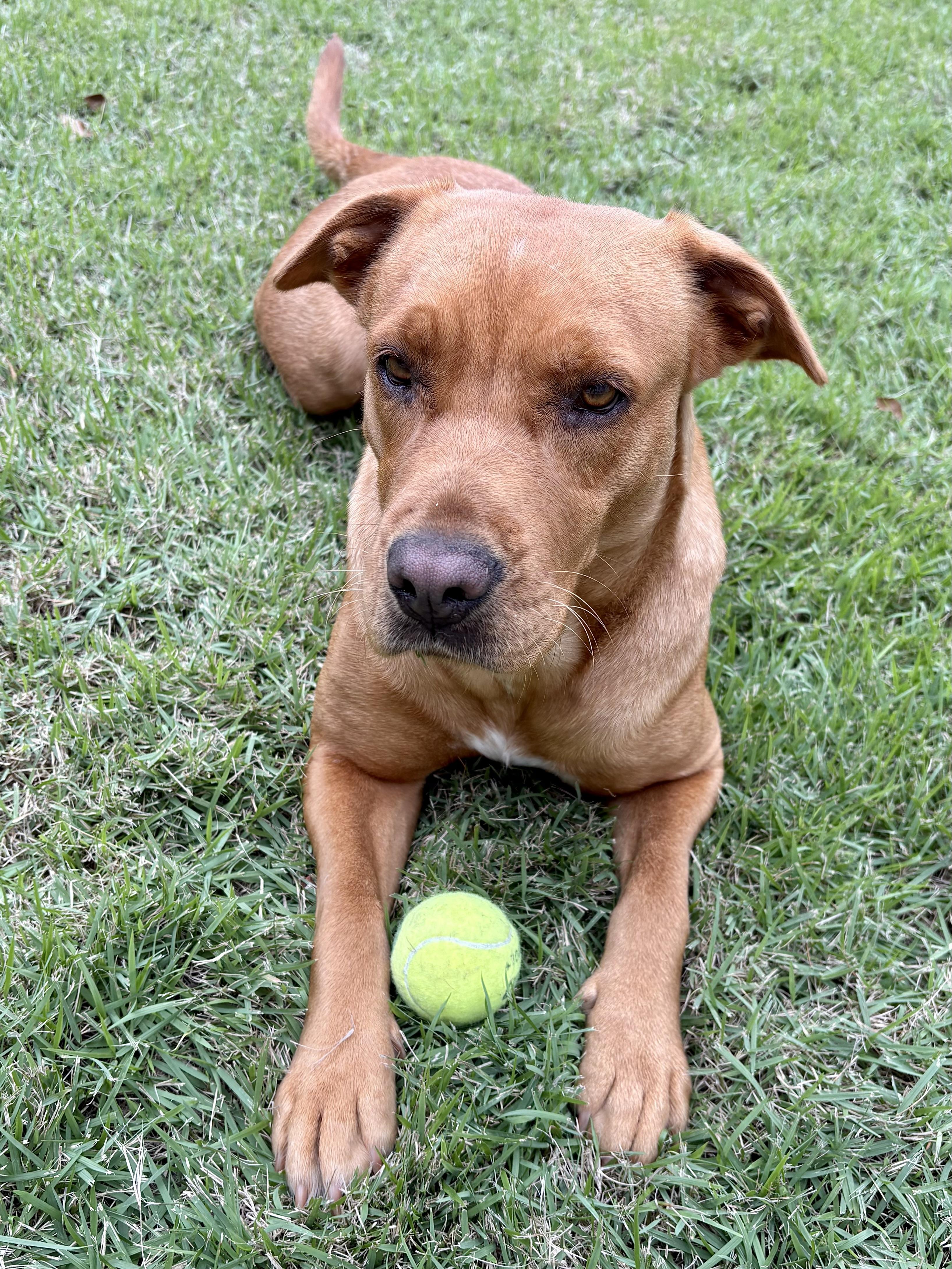 Betty, a Adoptable mixed breed in Ridgeland, SC image 4/5
