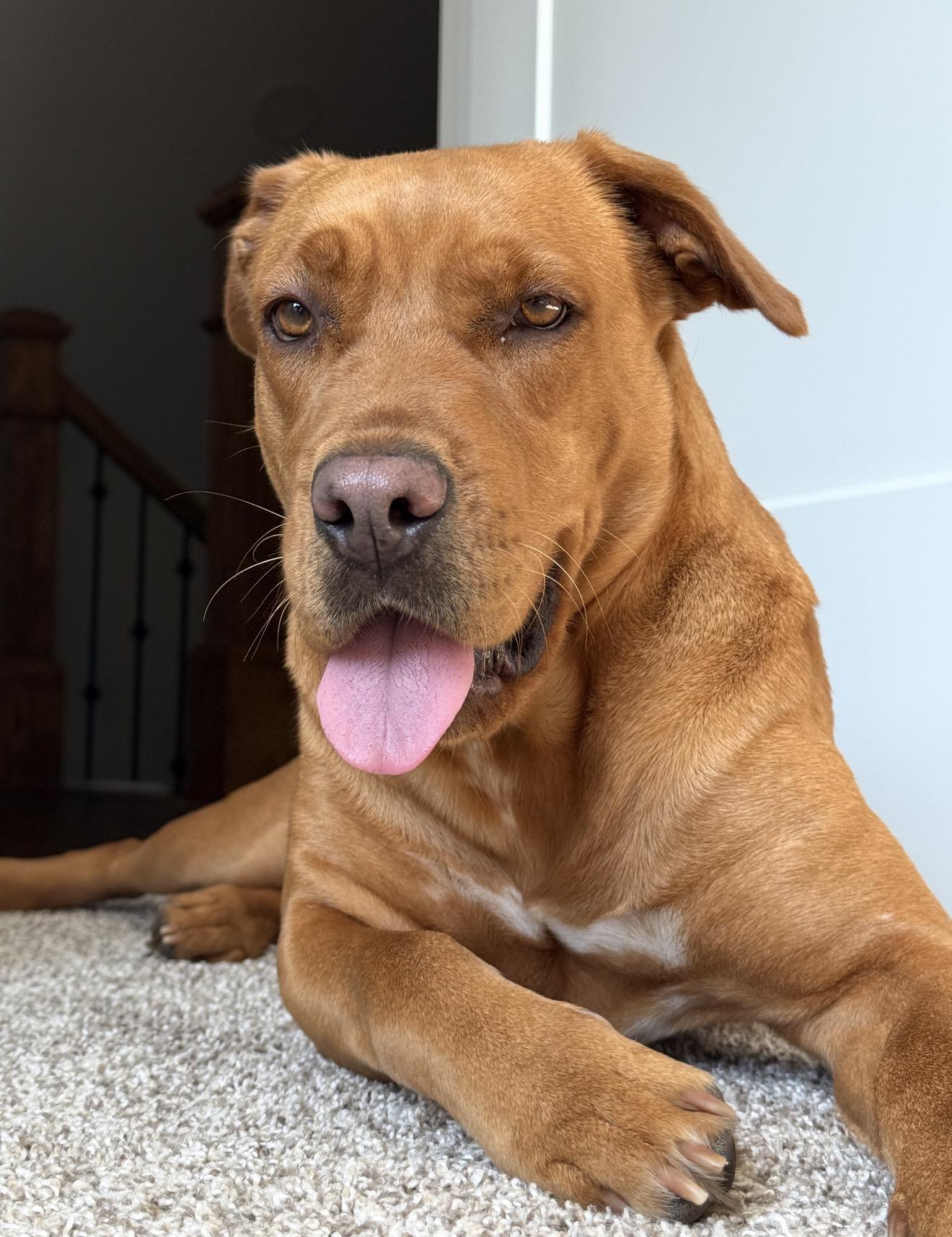 Enlarge Betty, a Adoptable mixed breed in Ridgeland, SC image 5/5