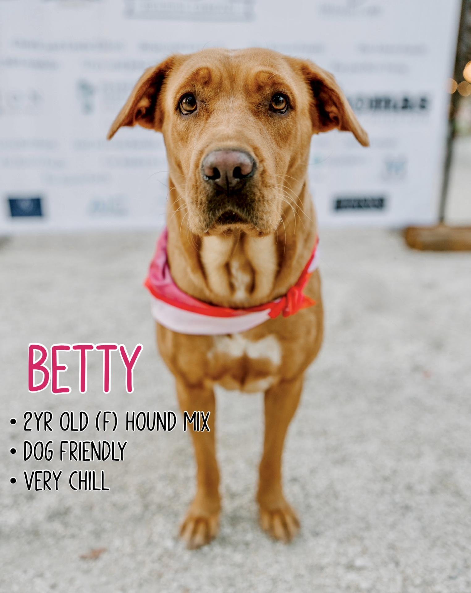 Betty, a Adoptable mixed breed in Ridgeland, SC image 1/5