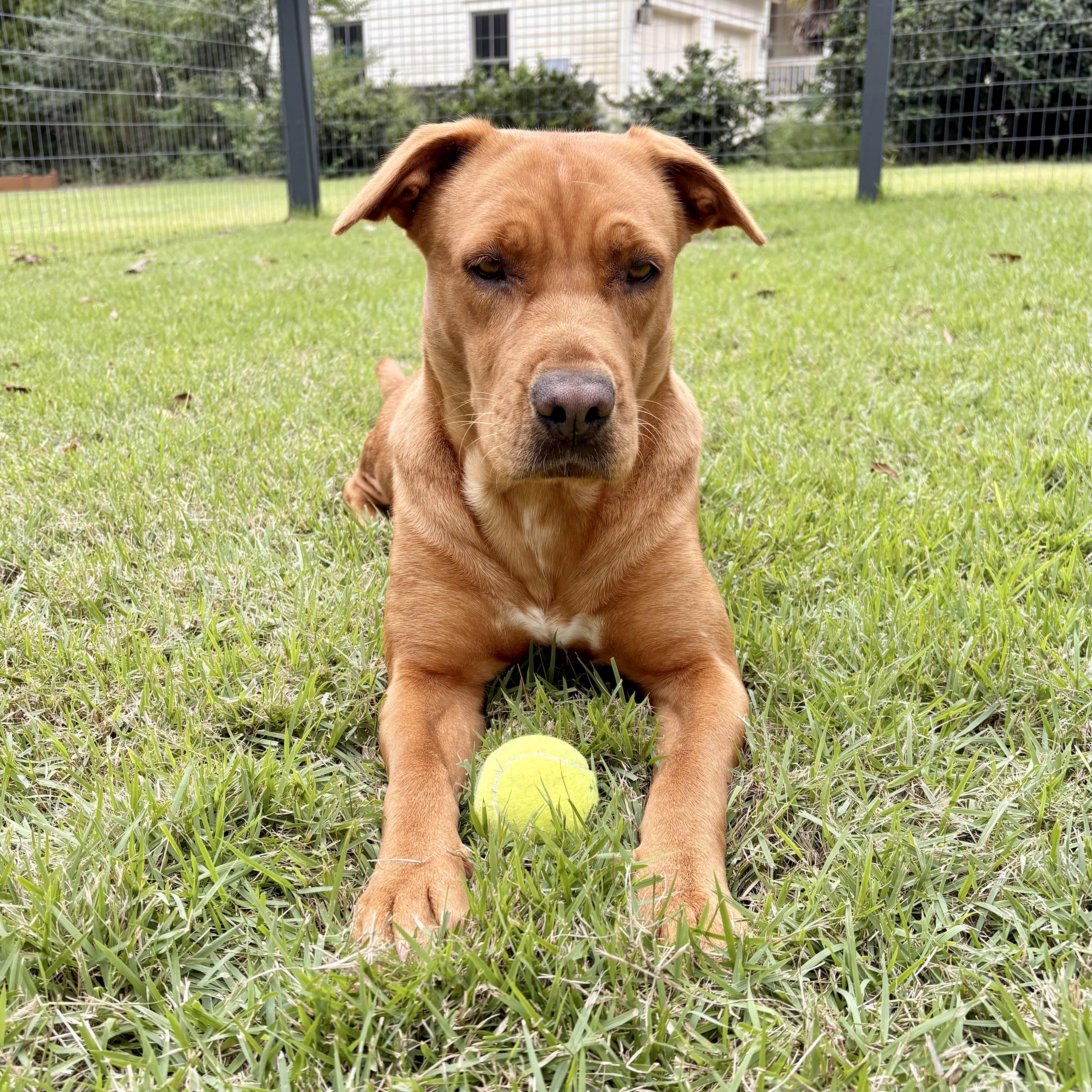 Betty, a Adoptable mixed breed in Ridgeland, SC image 5/5