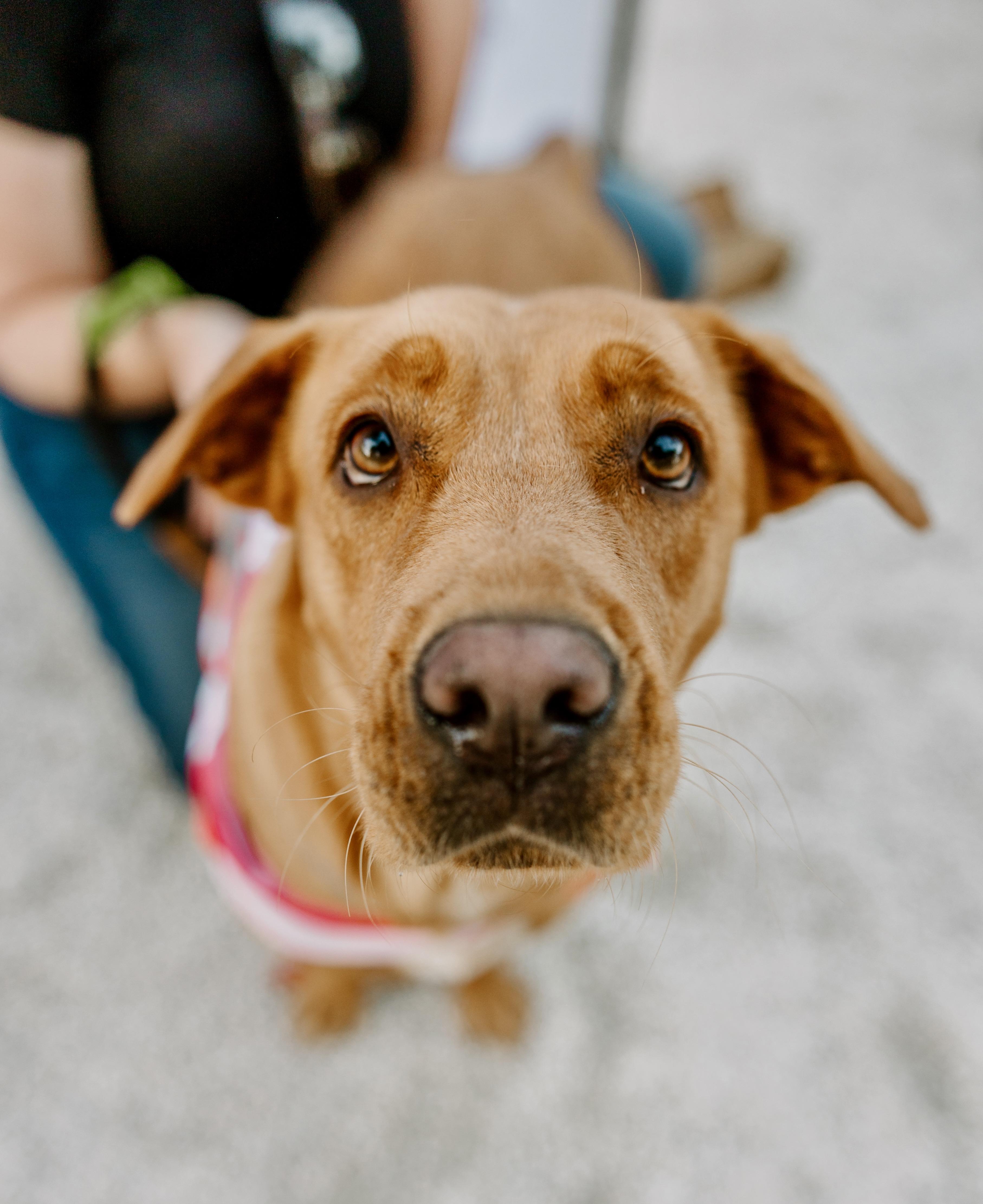 Betty, a Adoptable mixed breed in Ridgeland, SC image 2/5