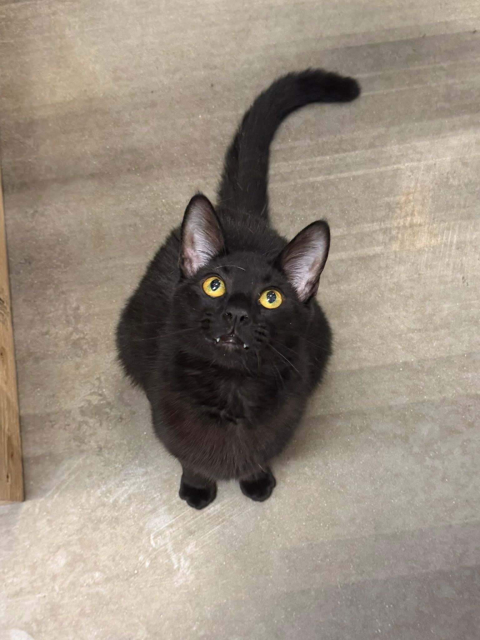 Koda, adopted, Young Male Domestic Short Hair.