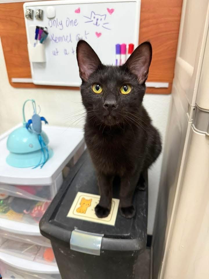 Koda, an adopted Domestic Short Hair in Chandler, AZ image 2/3