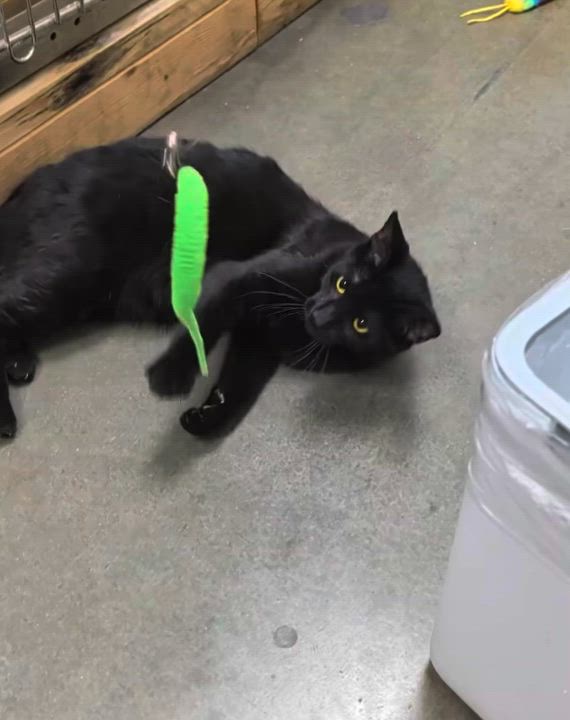 Enlarge Koda, an adopted Domestic Short Hair in Chandler, AZ video 3/3